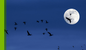 Is Smart Lighting for the Birds?